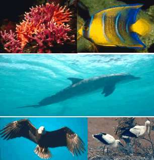 Les coraux, les poissons,les dauphins et les oiseaux